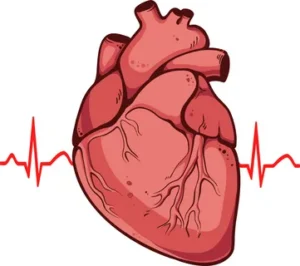 heart - сердце