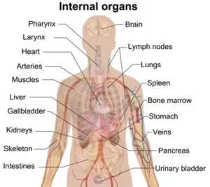 internal organs - внутриние органы