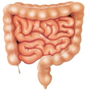intestines - кишечник
