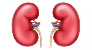 kidneys - почки