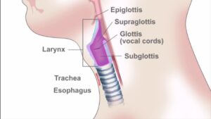 larynx - гортань
