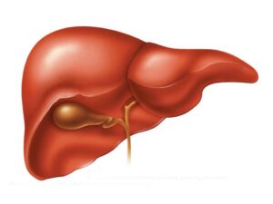 liver - печень